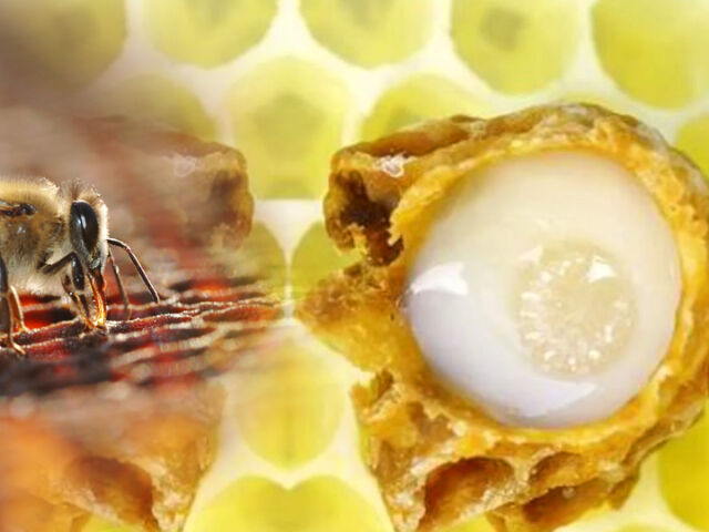 arı sütü nasıl kullanılır